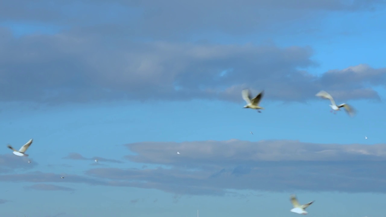 蓝天下飞翔的海鸥视频素材