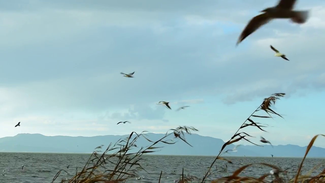 冬季中国云南滇池越冬的红嘴鸥视频素材