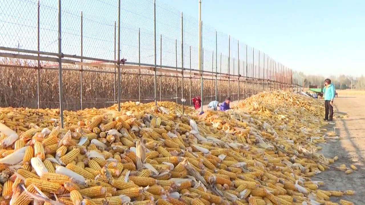 中国玉米田收获季多角度（选编）视频素材