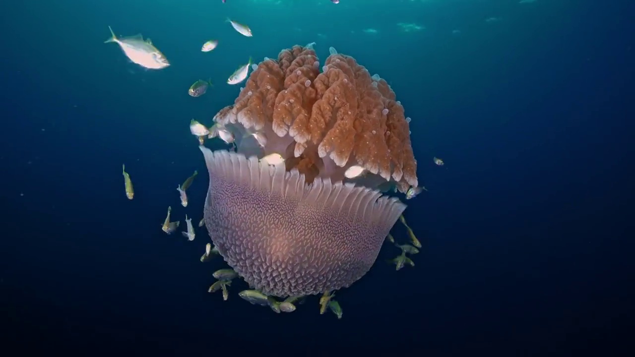 水下摄影海底世界游动的水母视频下载