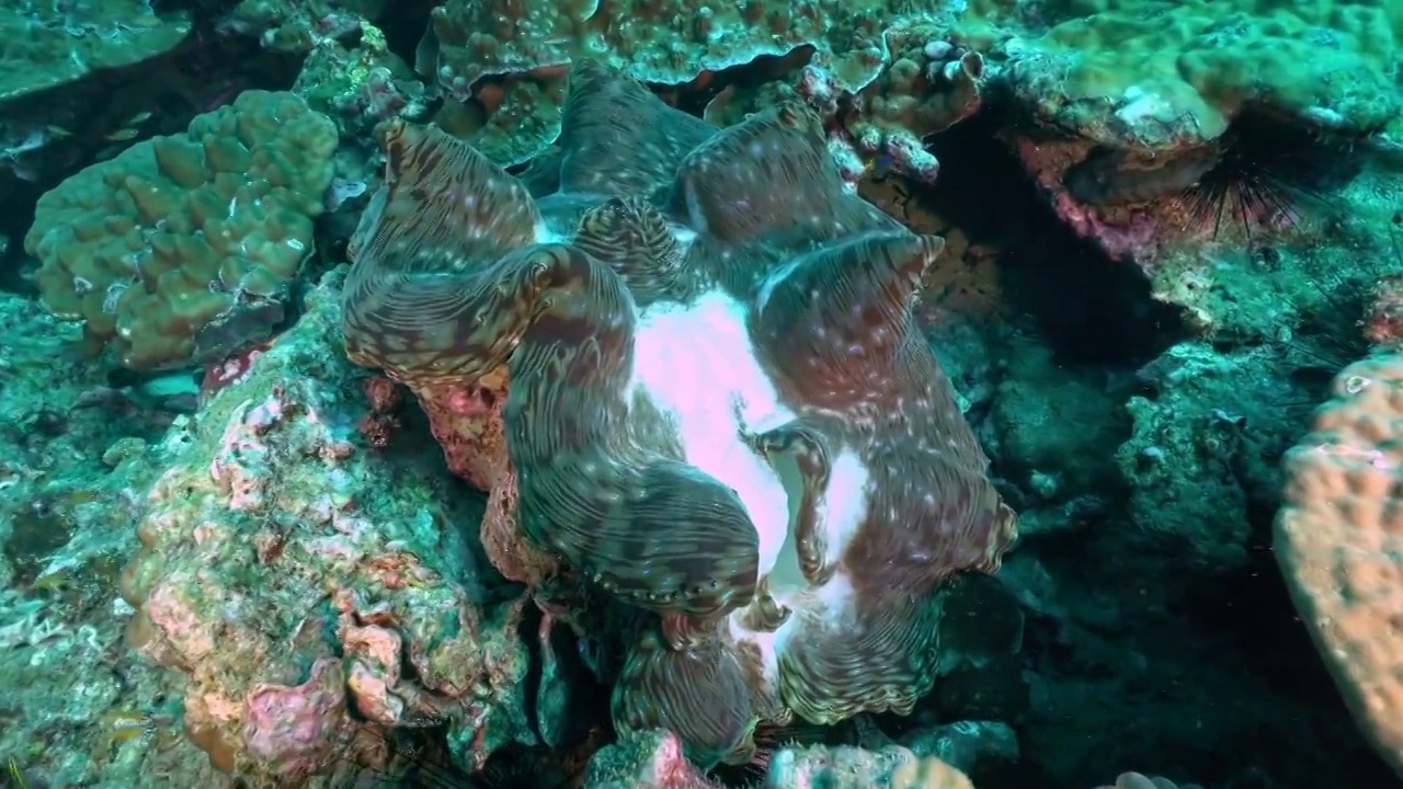 水下摄影神奇的海底世界砗磲视频下载