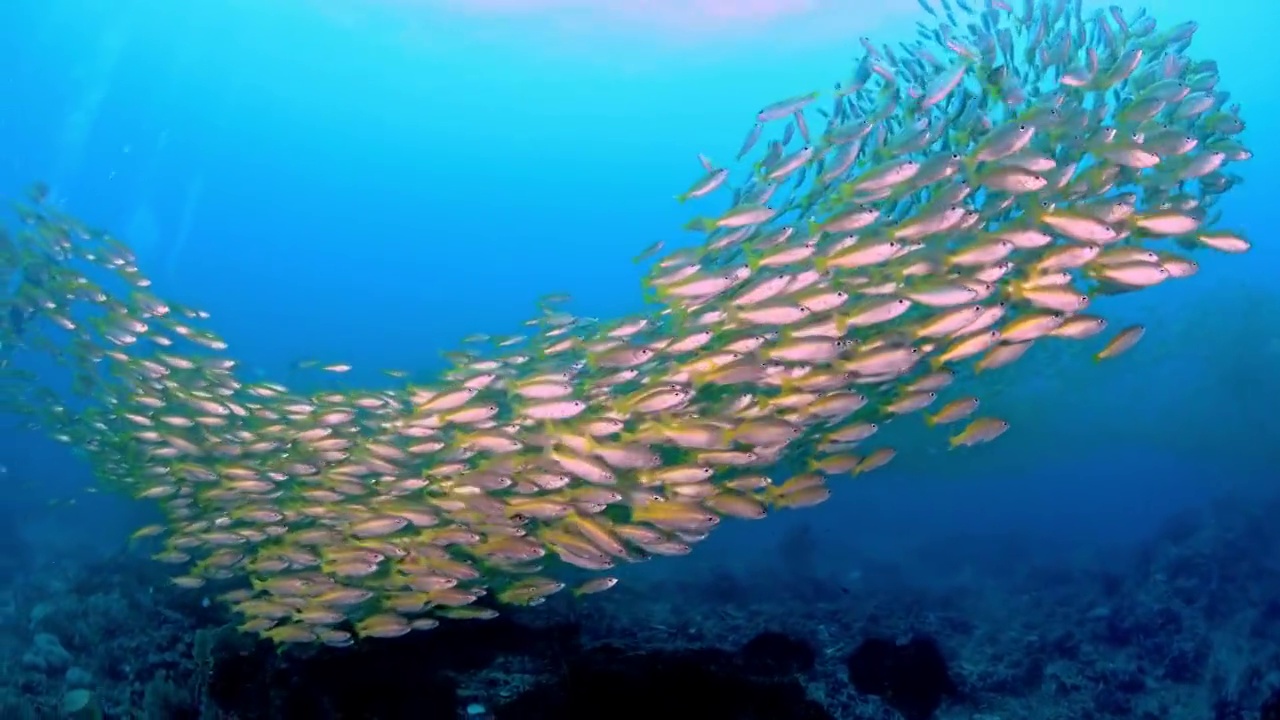 水下摄影海底世界鱼群风暴视频下载