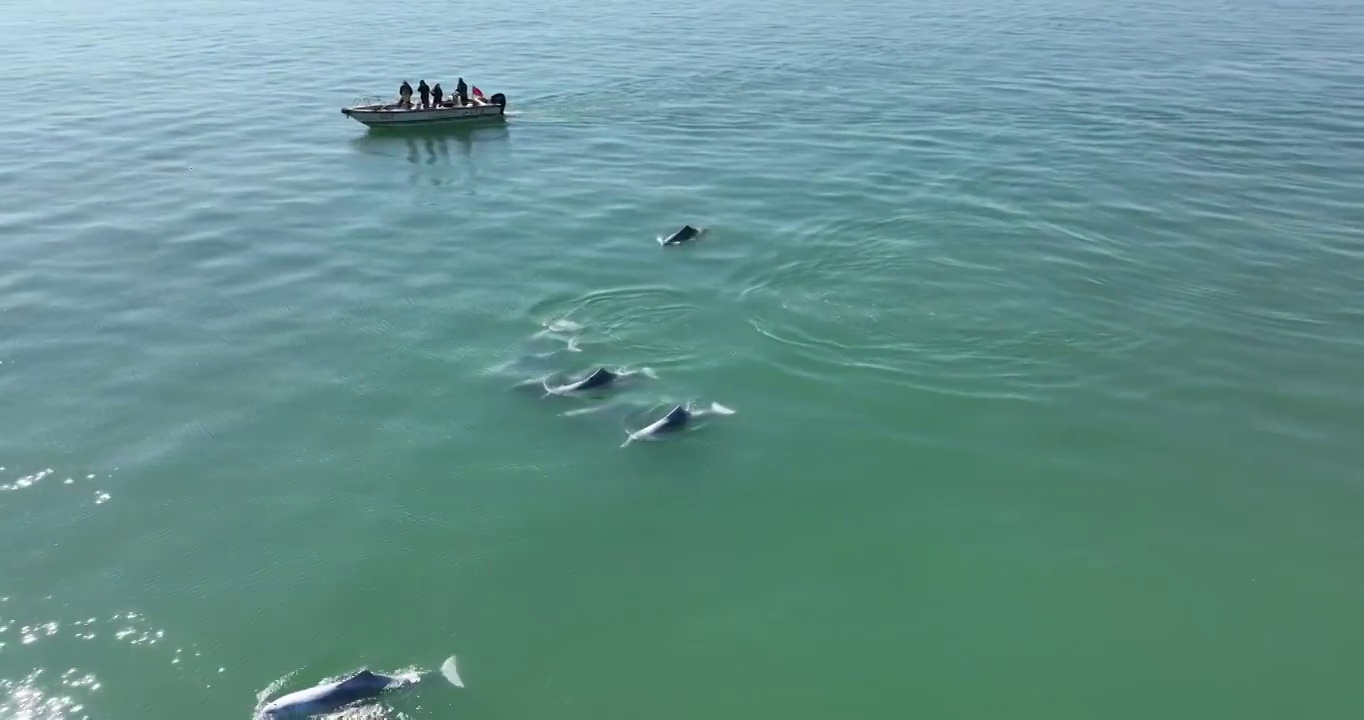 航拍三娘湾中华白海豚视频下载