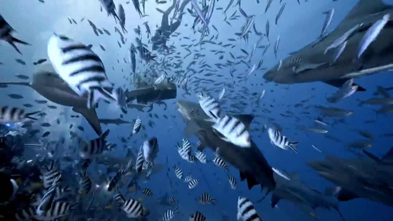 水下摄影鲨鱼群捕食视频下载