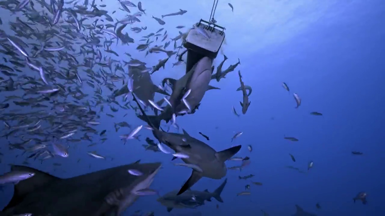 水下摄影鲨鱼群捕食视频下载