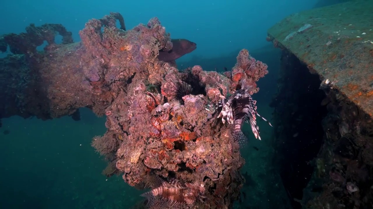 水下摄影海底遗迹沉船人工鱼礁中的鳗鱼视频下载