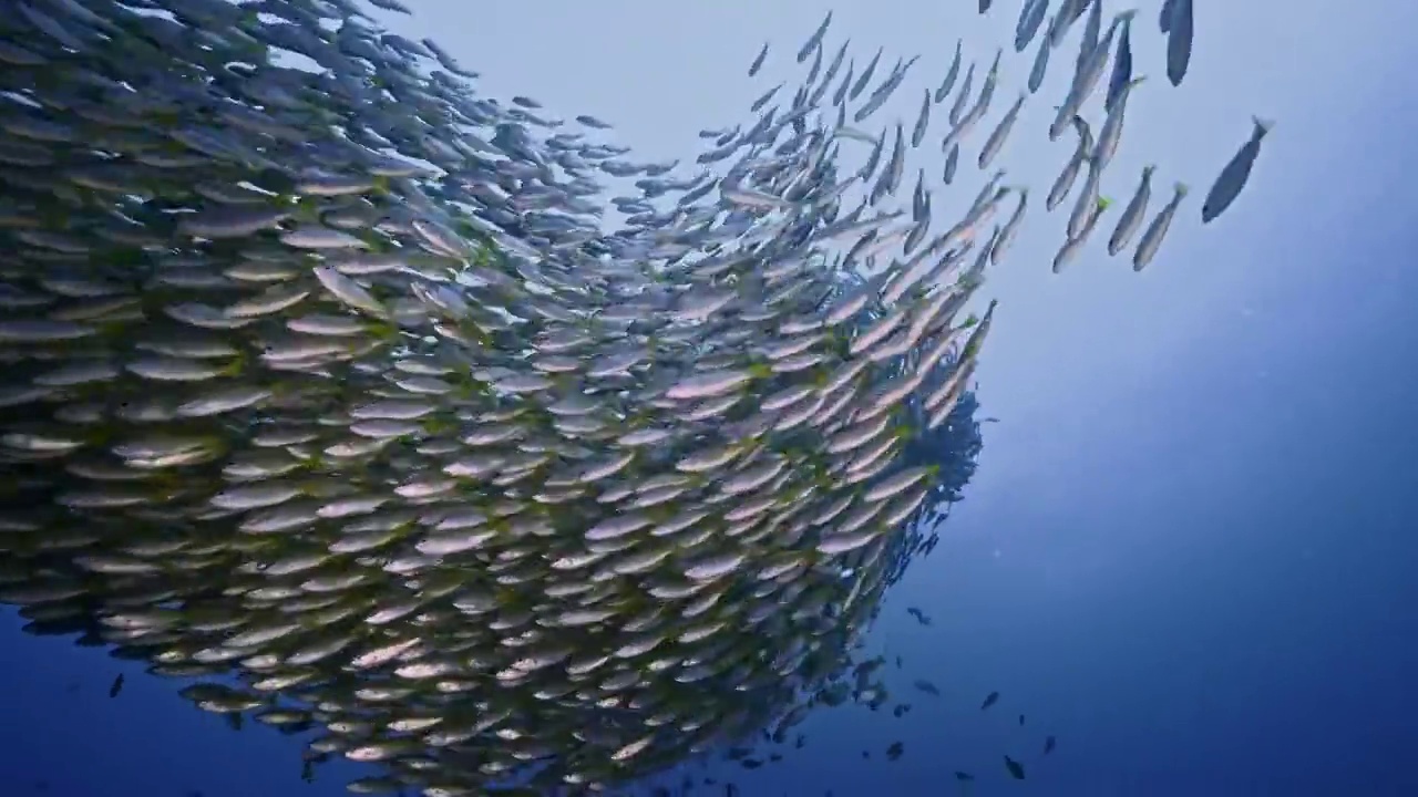 水下摄影海底世界鱼群风暴视频下载