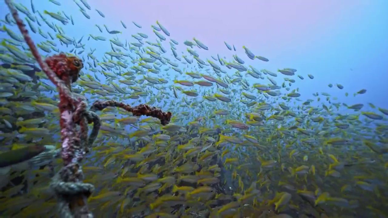 水下摄影海底世界鱼群风暴视频素材