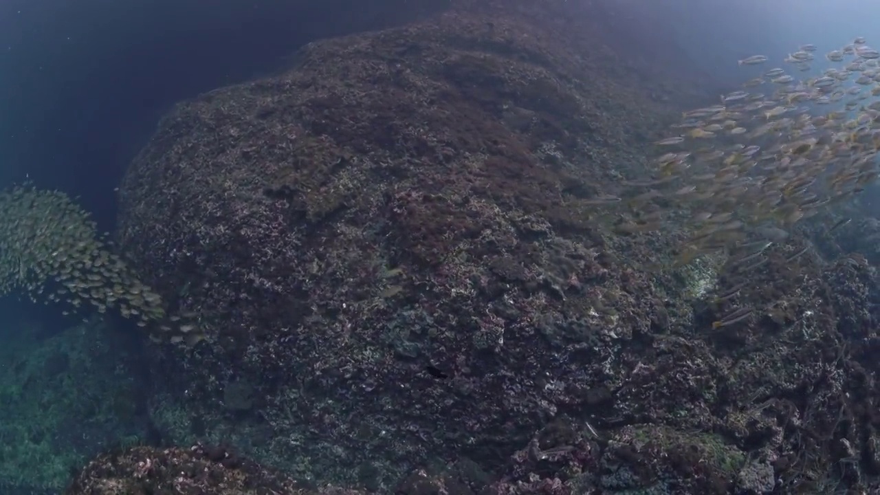 水下摄影海底世界鱼群风暴视频素材