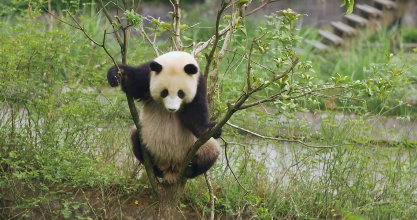 可爱的小熊猫在树上玩耍视频素材