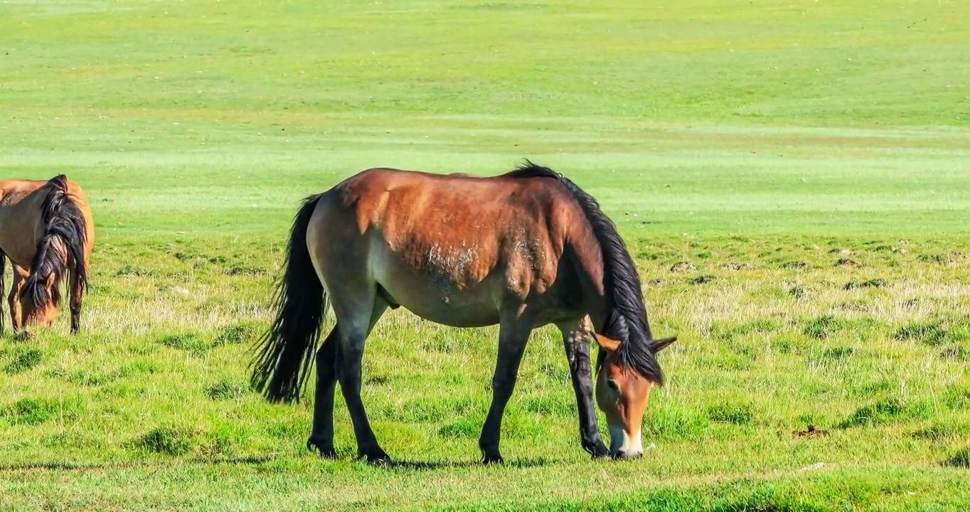 草原上活泼的马匹视频下载