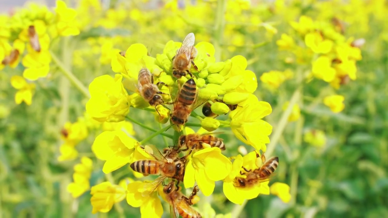 许多蜜蜂收集花粉和蜂蜜的特写镜头忙着在春天盛开的黄色油菜花上工作视频下载
