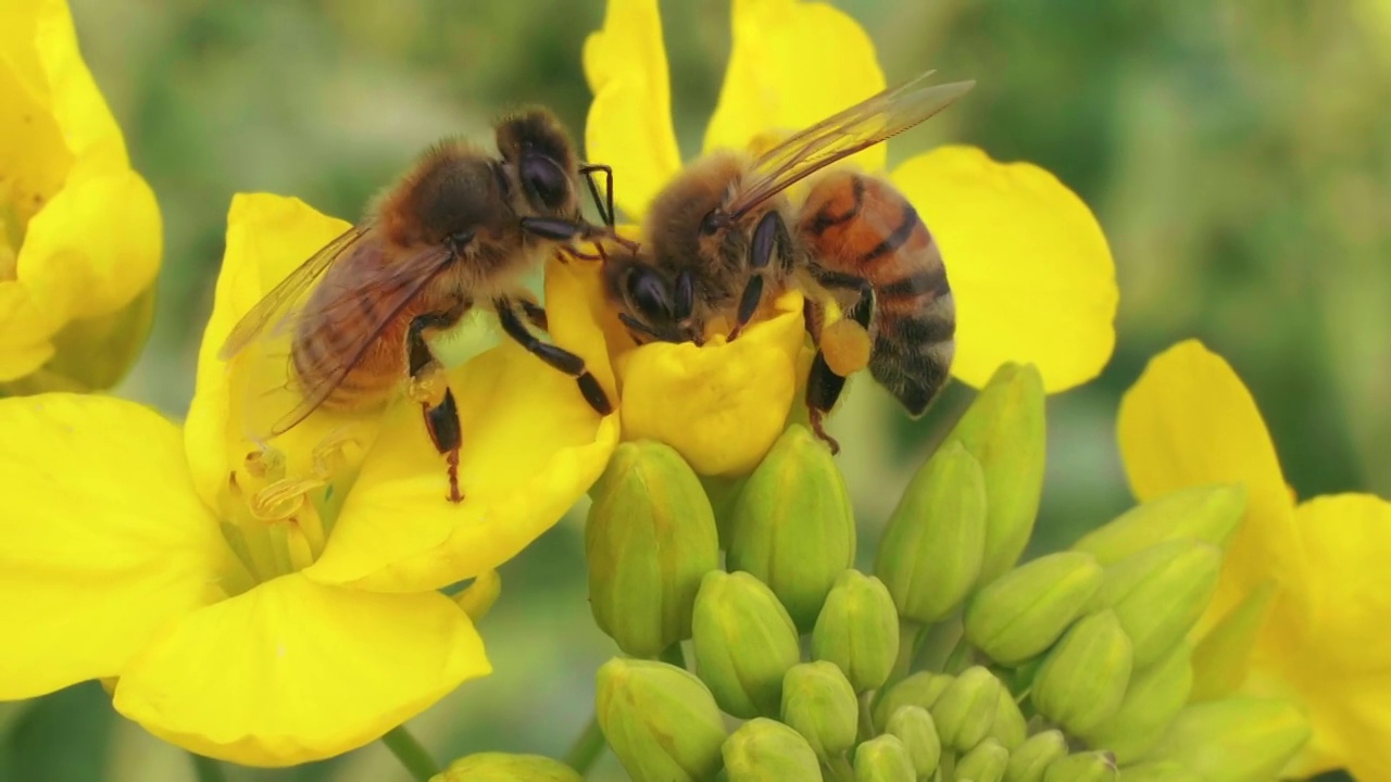 两只蜜蜂采集花粉和蜂蜜的慢镜头特写镜头忙着在春天盛开的油菜花上工作视频下载