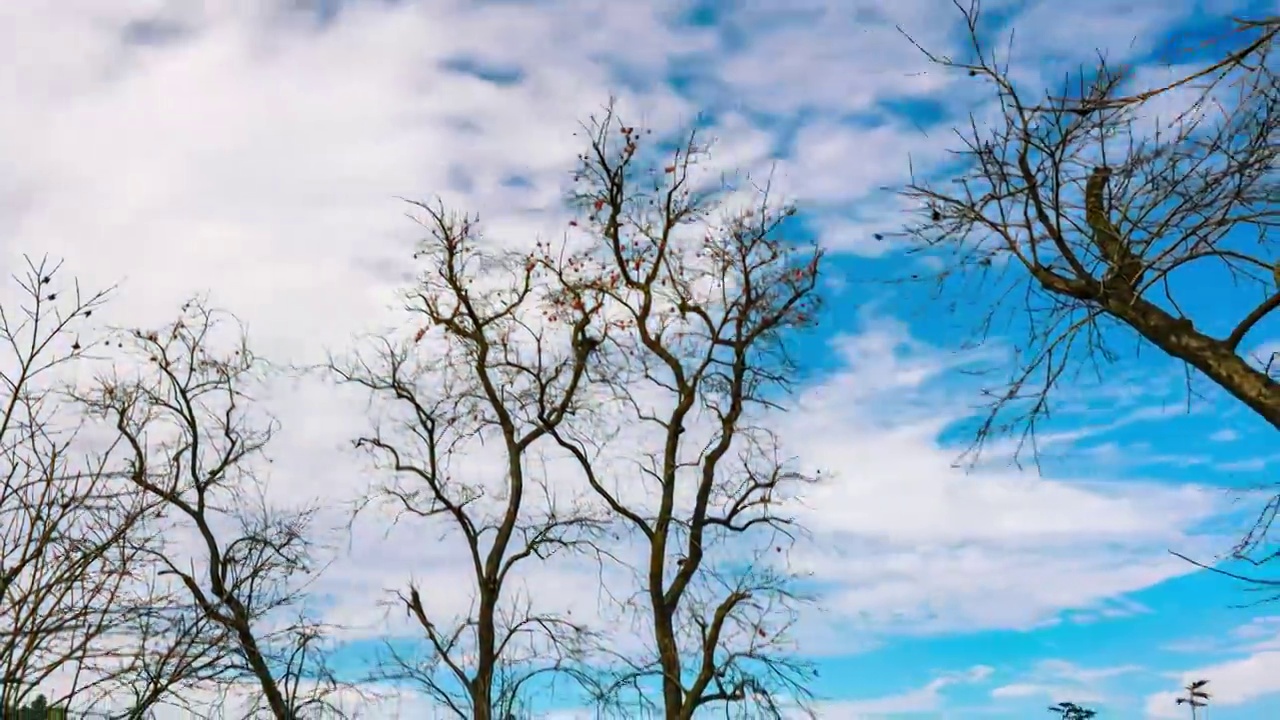 柿林村柿子树蓝天白云自然风光4K延时视频视频素材