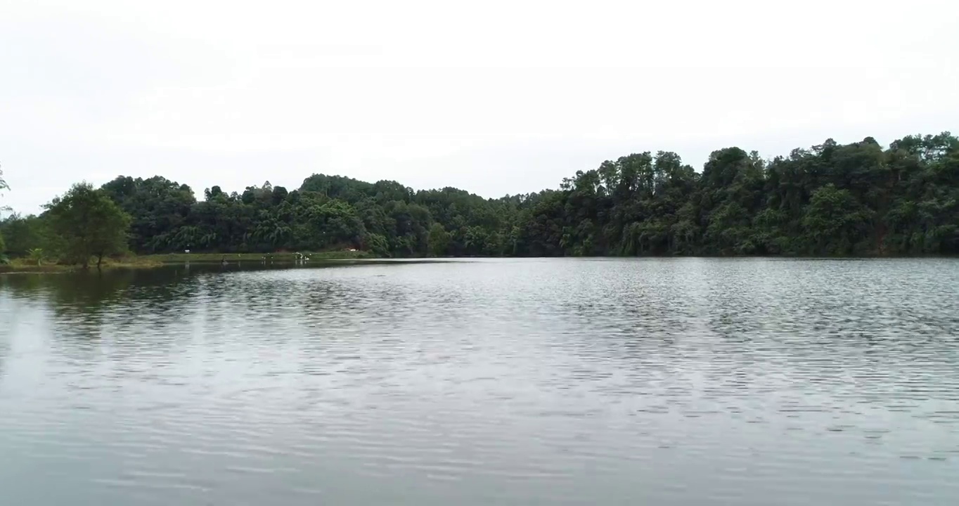 一群白鹭在湖面上飞翔视频素材