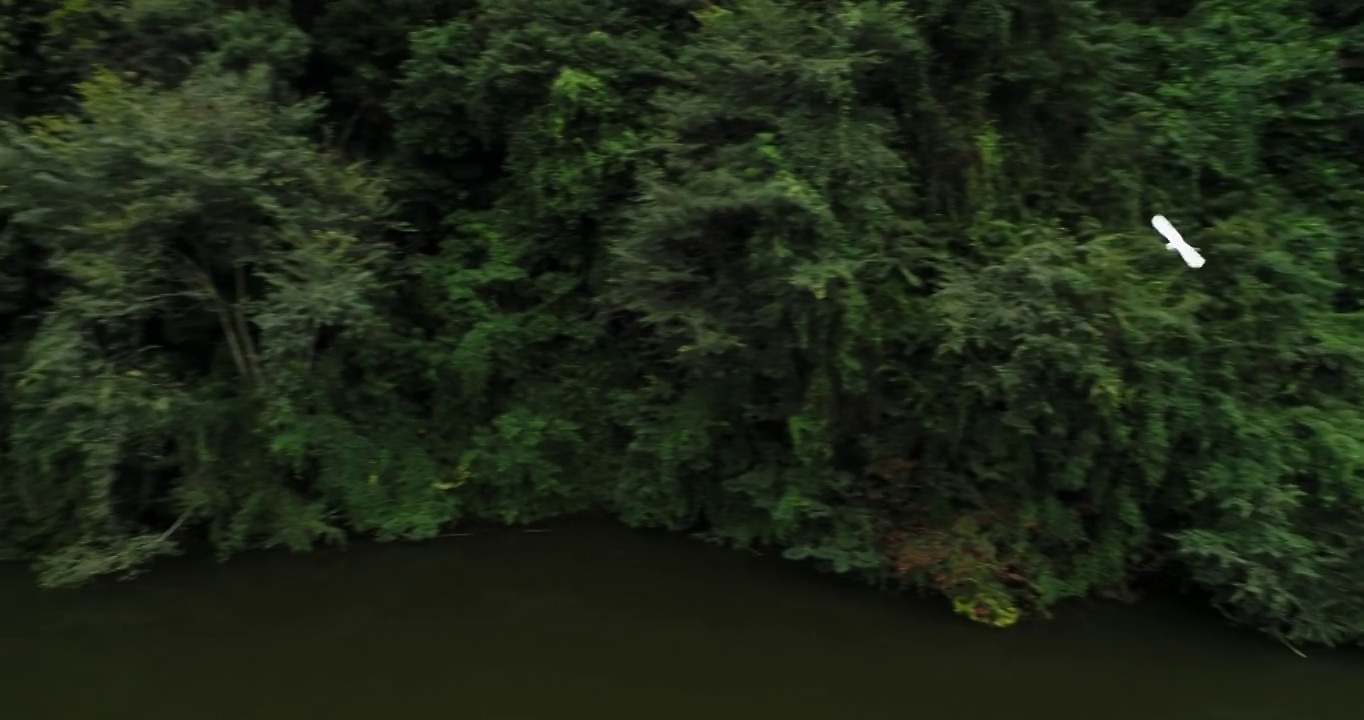 一群白鹭在湖面上飞翔视频素材