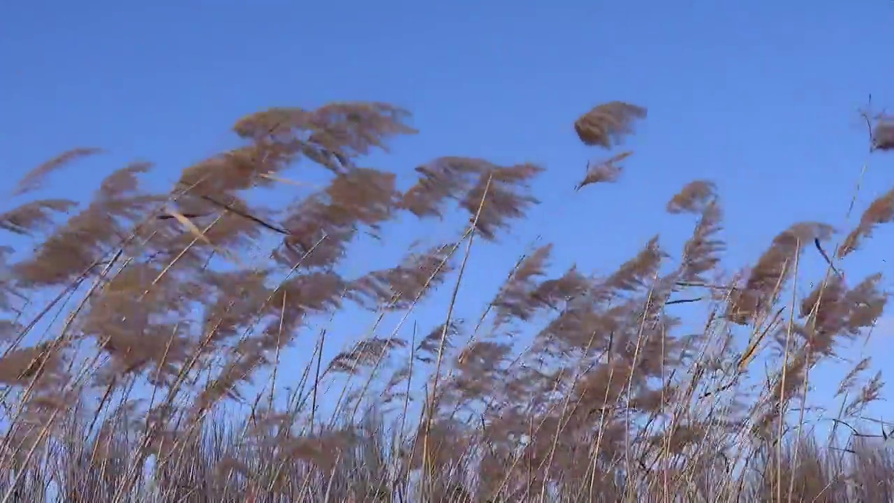 冬季的枯黄的芦苇风光视频下载