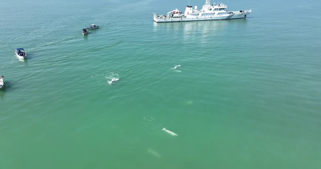 三娘湾中华白海豚视频下载