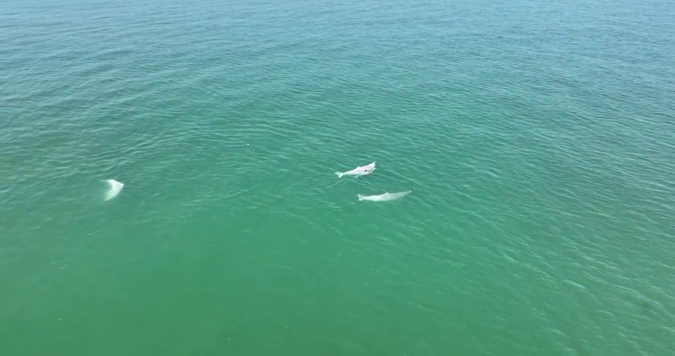 三娘湾中华白海豚视频下载
