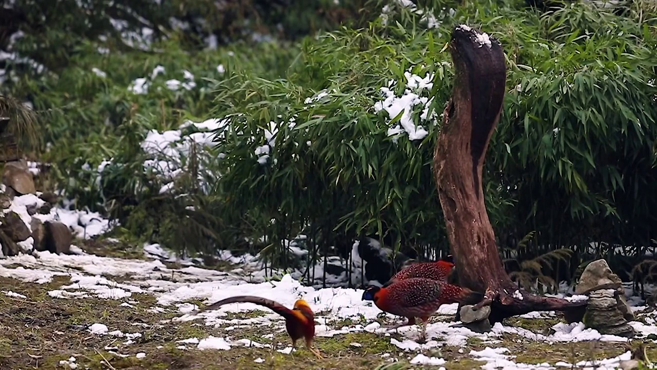 重庆南川:鸟中“凤凰”红腹锦鸡雪中现身觅食视频素材