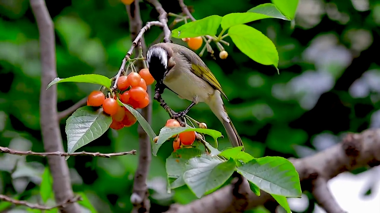 【樱桃熟了6】又红又甜的樱桃吸引着鸟儿前来啄食。视频购买