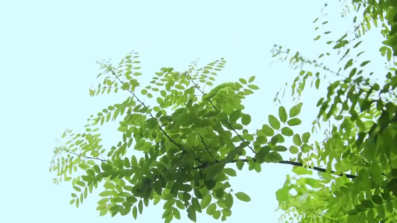 清新的刺槐树视频素材