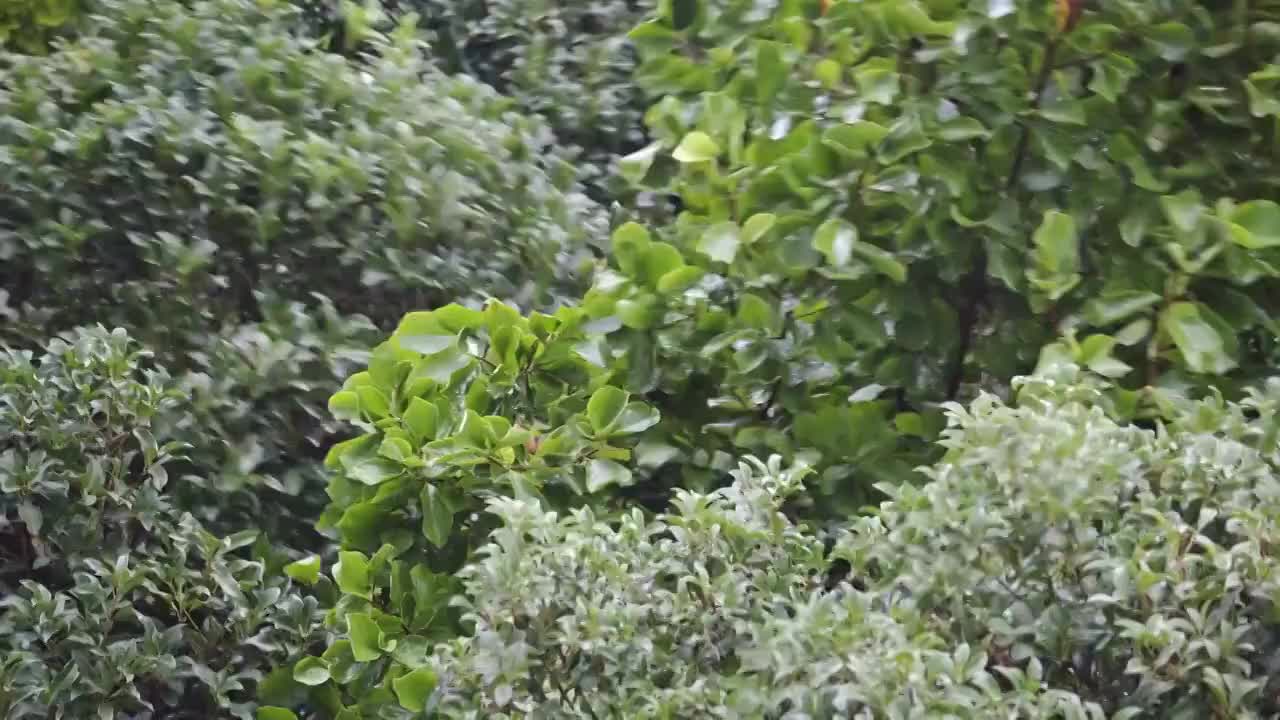 大风大雨中的植物视频素材