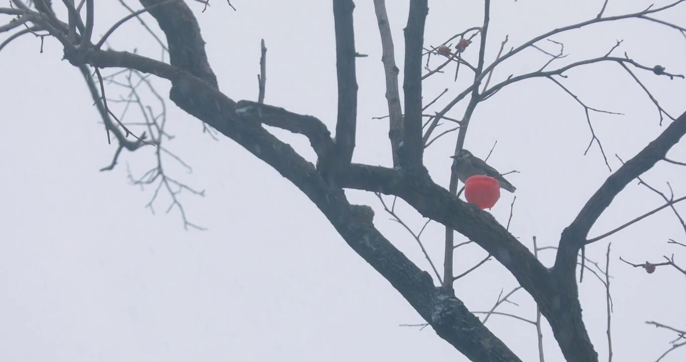4K拍摄雪中的柿子树视频素材