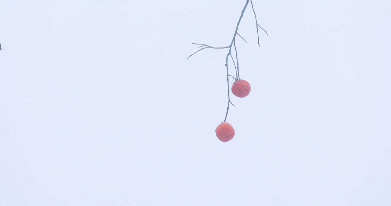 4K拍摄雪中的柿子树视频素材