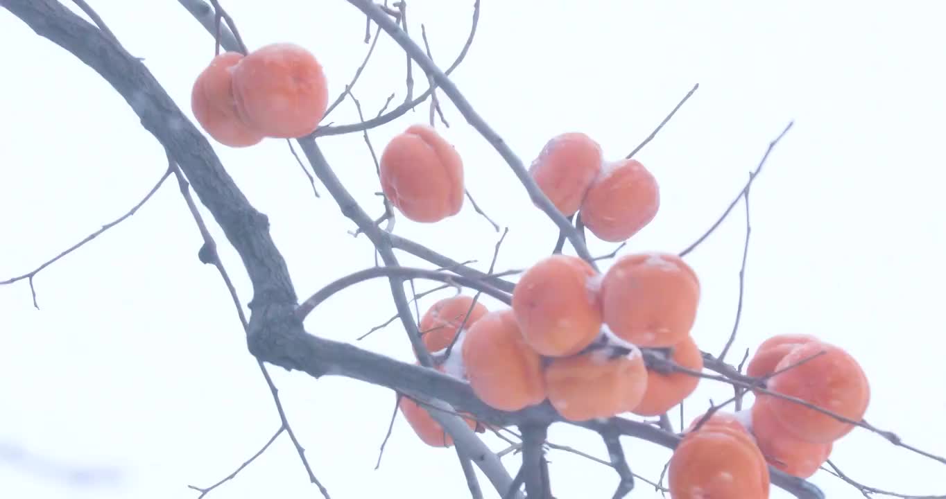 4K拍摄雪中的柿子树视频下载