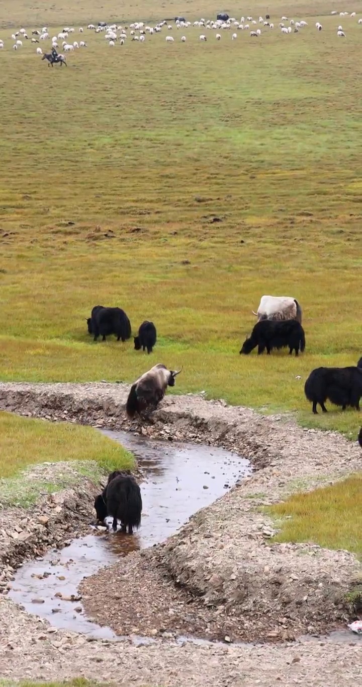 甘肃动物：甘南地区草原小溪边吃草河水的牦牛群视频素材