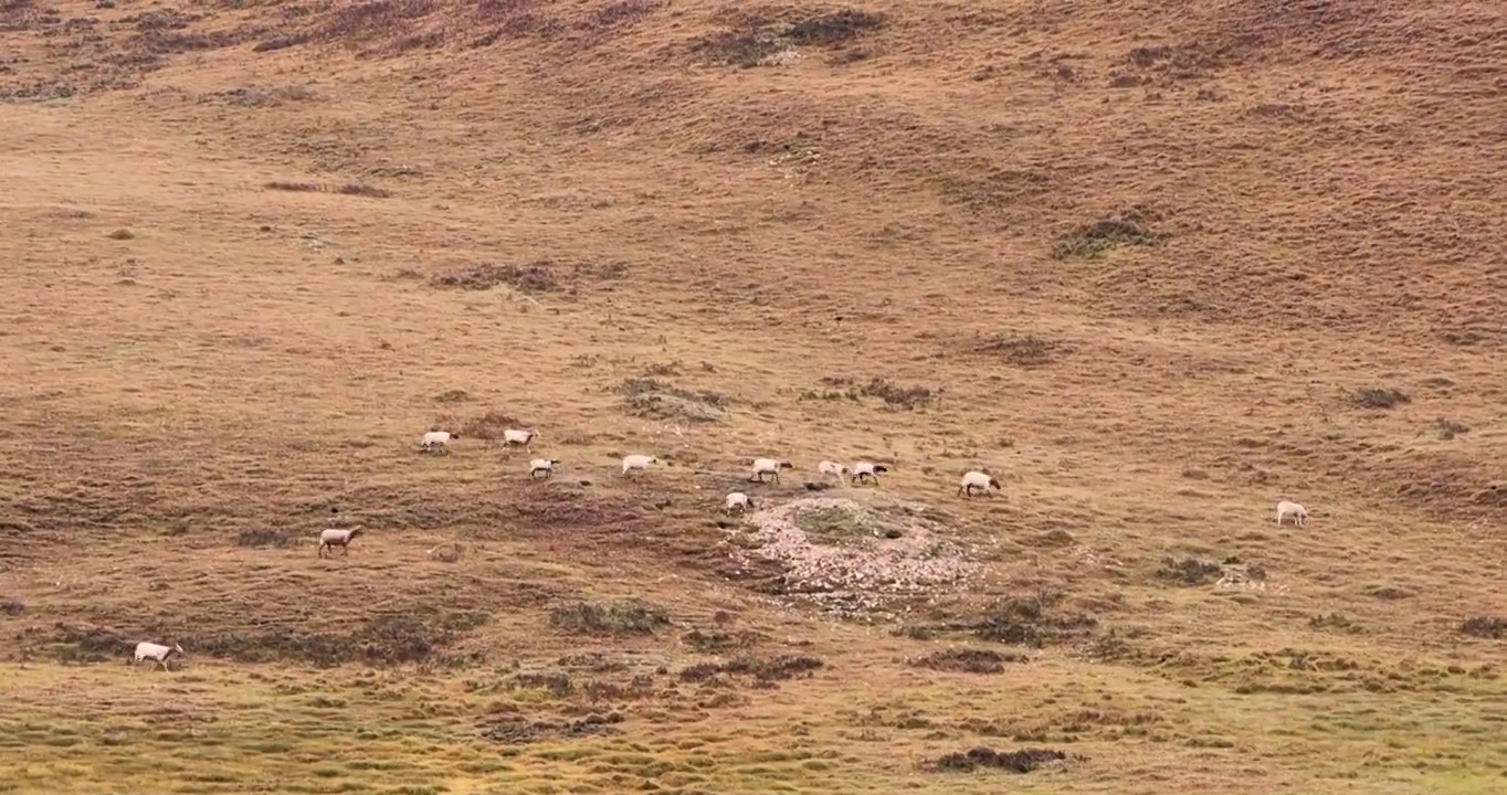 甘肃风光：甘南境内草原上的羊群视频素材