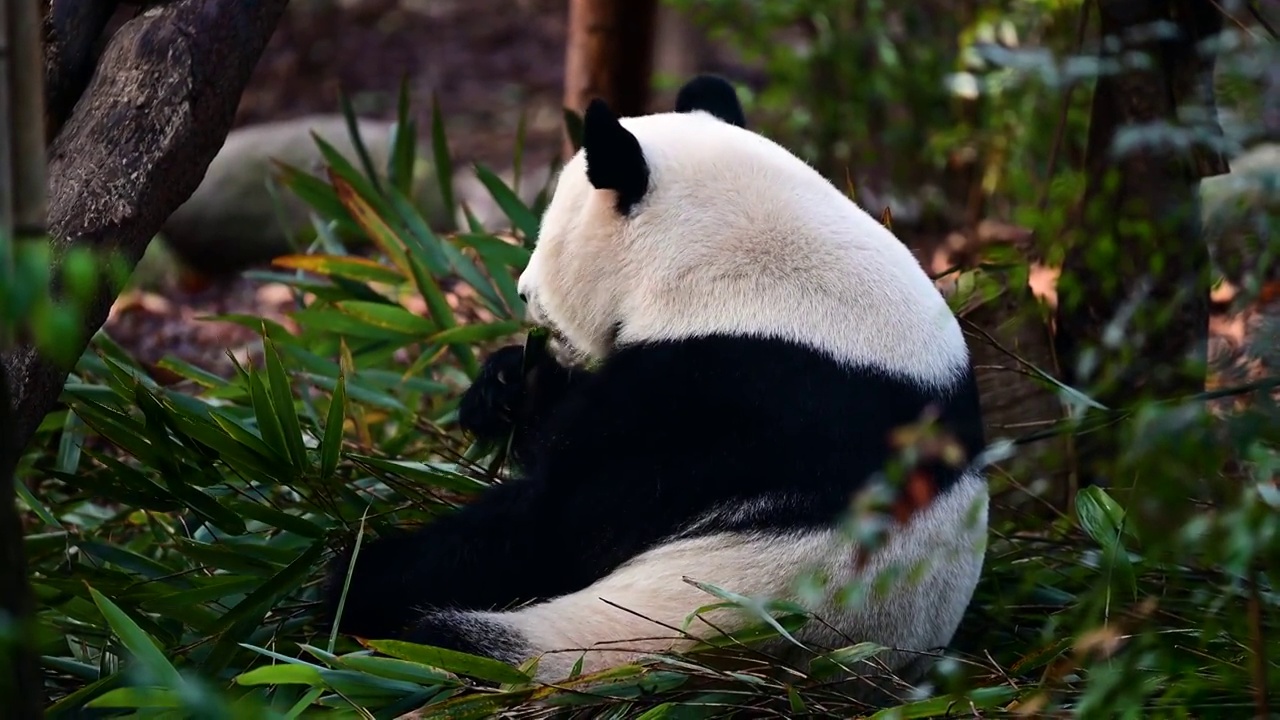 大熊猫视频素材