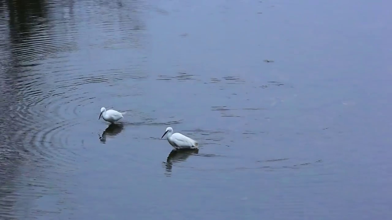 傍晚在河水中捕食的白鹭视频素材