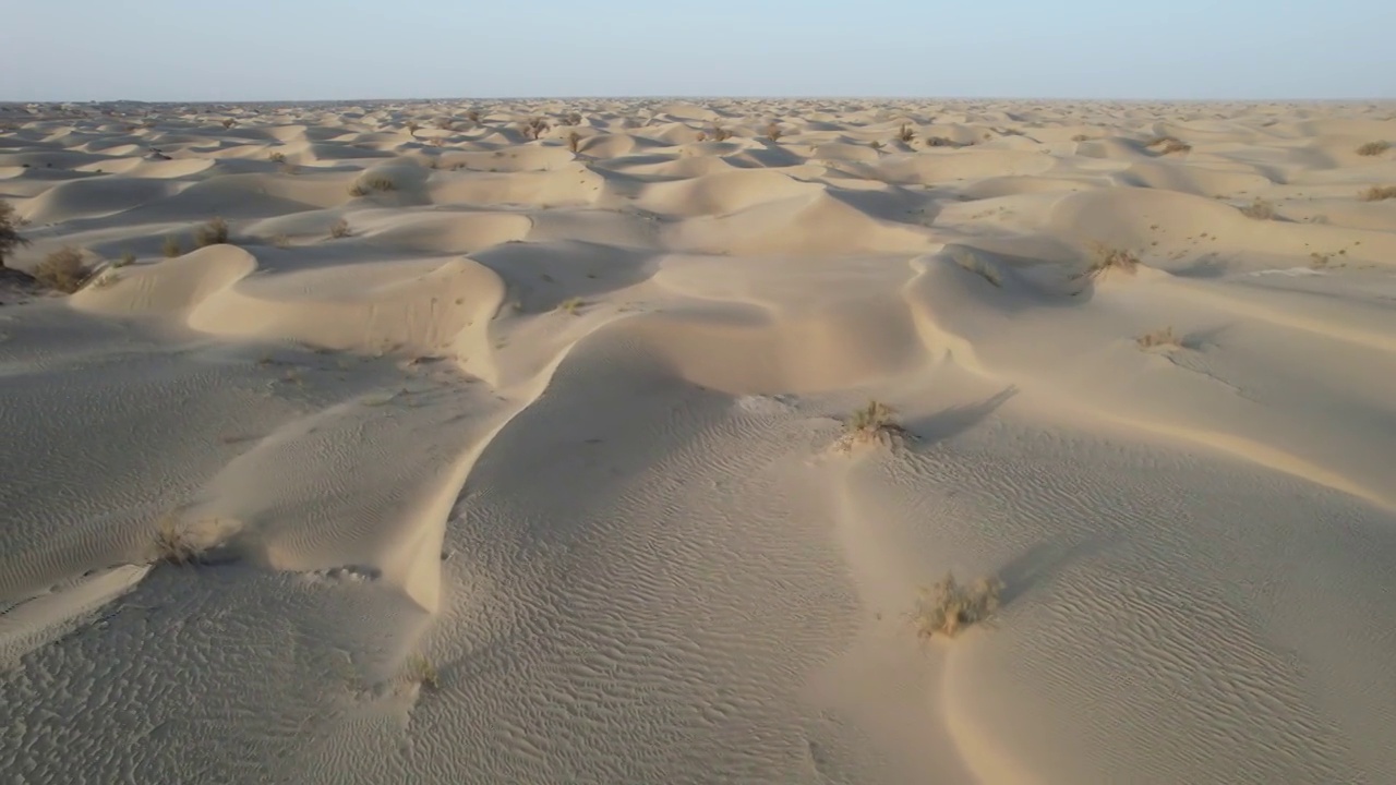 新疆塔里木盆地塔克拉玛干沙漠航拍胡杨林自然风光视频素材