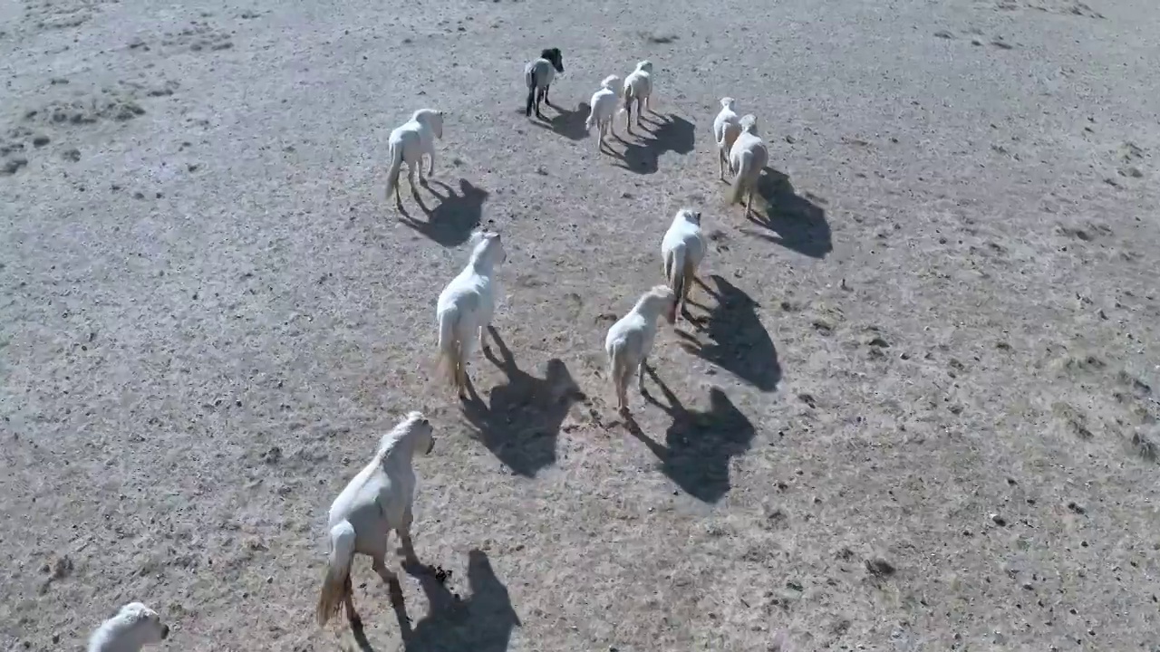 内蒙古大草原马群视频素材