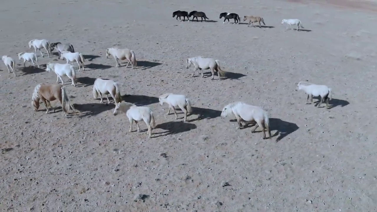 内蒙古大草原马群,步行前行视频素材