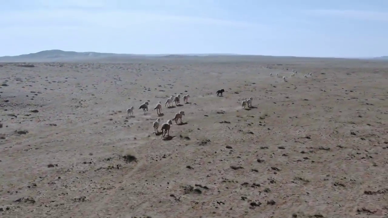 内蒙古大草原,正在奔跑的野马视频素材