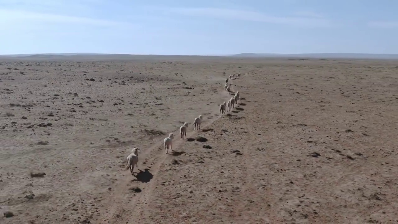 内蒙古大草原,奔跑中的马群视频素材