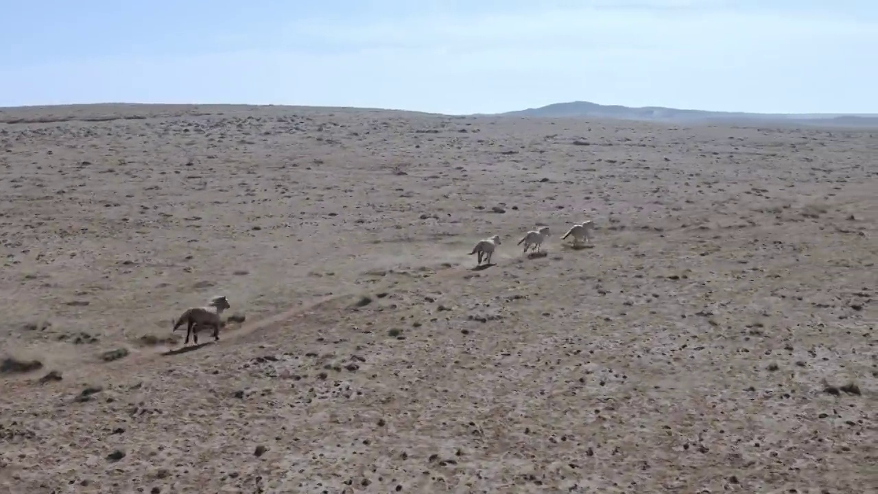 内蒙古大草原,奔跑中的马群视频素材