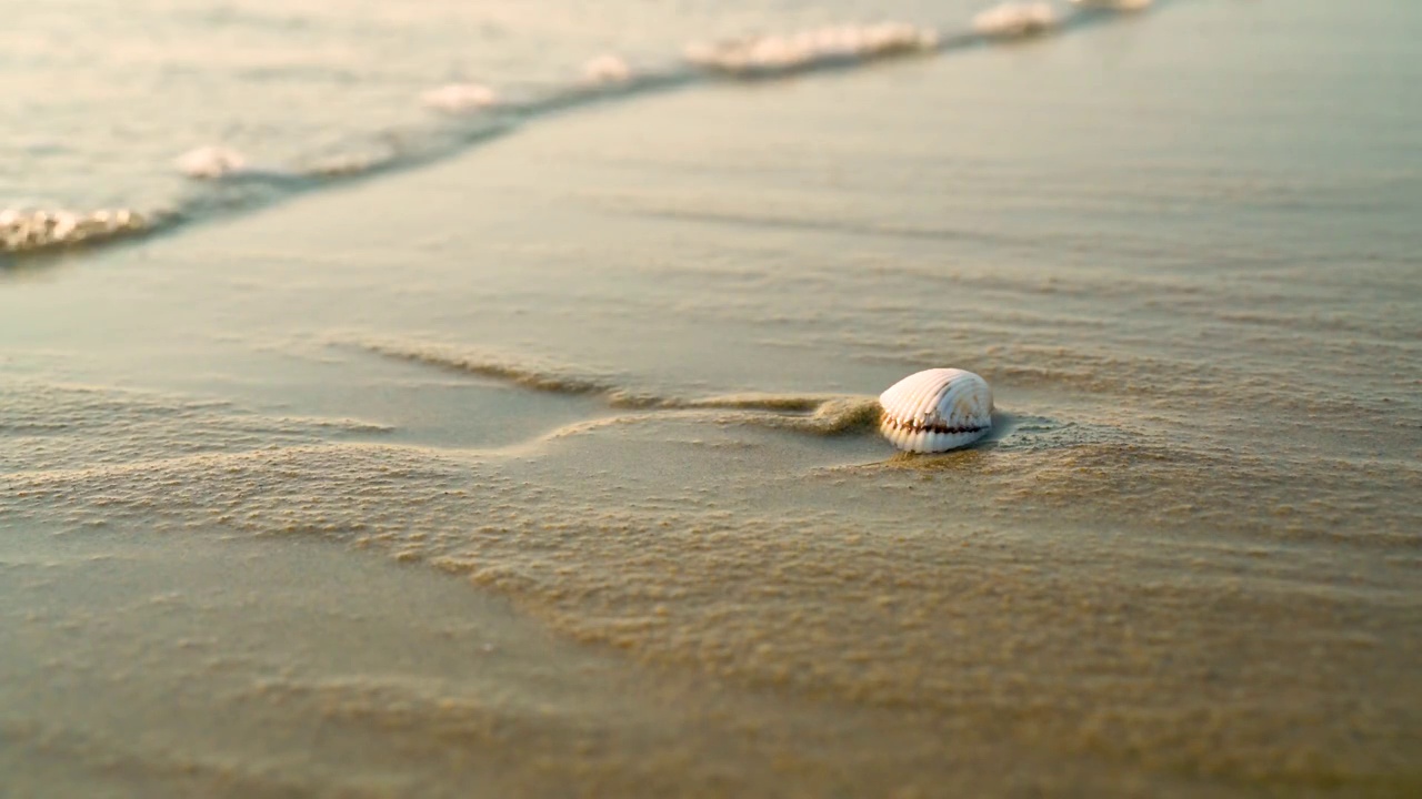 海水冲刷沙滩上的贝壳视频下载