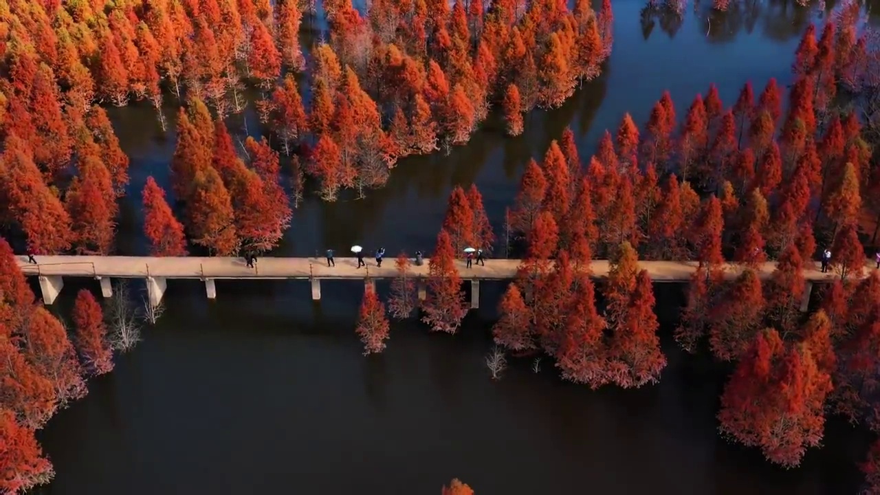航拍冬季的中国云南昆明甸尾村水杉湿地视频素材