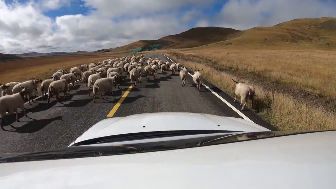 阿坝草原国道上行驶：汽车等待羊群通过公路视频素材