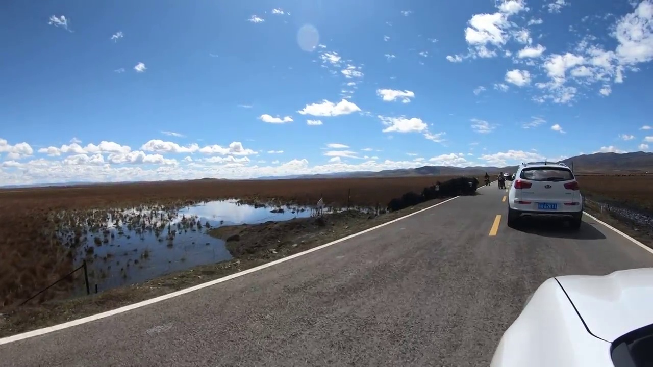 汽车缓慢在草原的国道上行驶，以便等待牦牛群通过视频素材