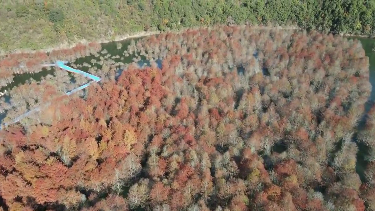 航拍安徽宣城湖面的红色落羽杉视频素材