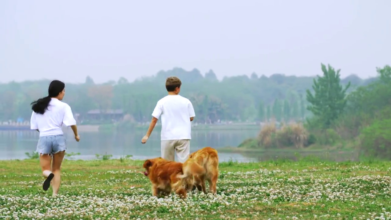 一对夫妇和两只狗在夏天的户外奔跑。视频购买