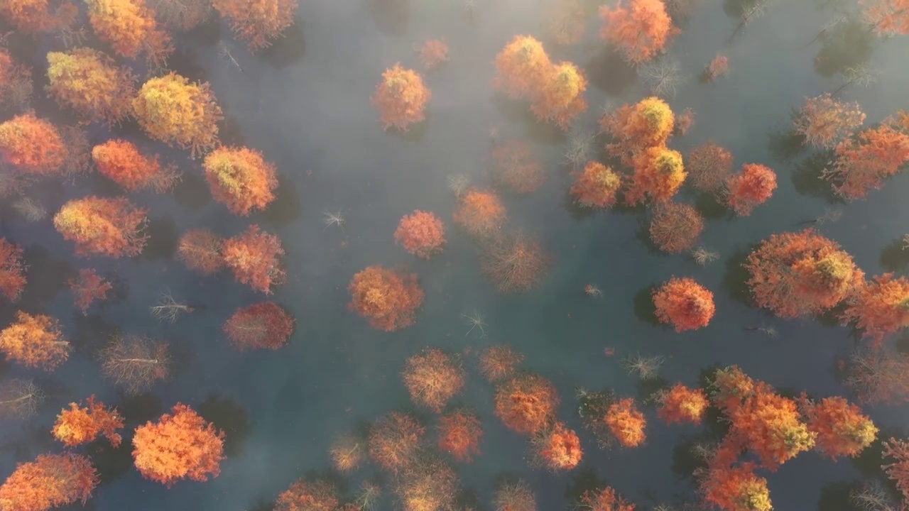 冬季的中国云南昆明甸尾水杉湿地视频素材
