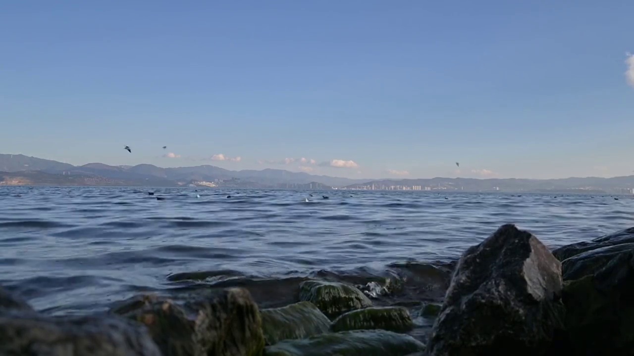云南省大理洱海生态走廊洱海与海鸥视频素材