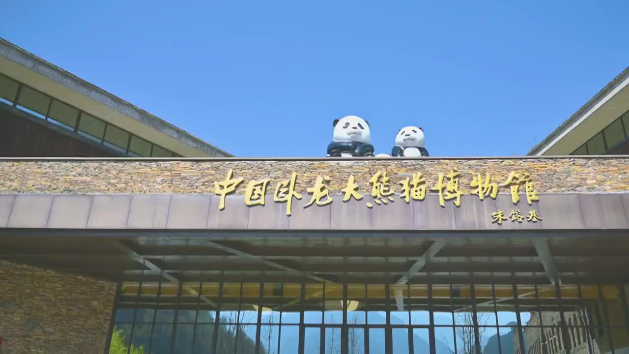 四川卧龙国宝熊猫自然保护区视频素材