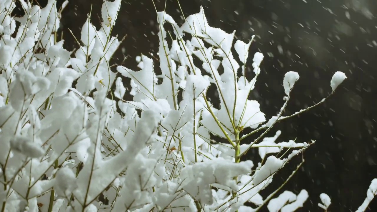 雪花飘落视频素材
